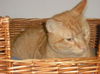Firecracker the Manx