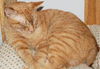 Firecracker the Manx