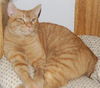 Firecracker the Manx