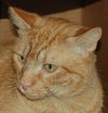 Firecracker the Manx