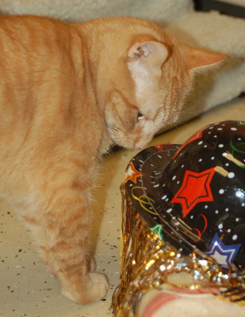 Firecracker the Manx