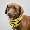 Juan the Jolly Soul Pup