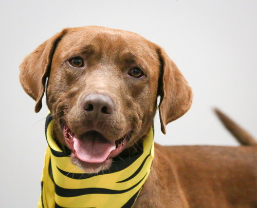 Juan the Jolly Soul Pup