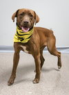 Juan the Jolly Soul Pup