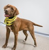 Juan the Jolly Soul Pup