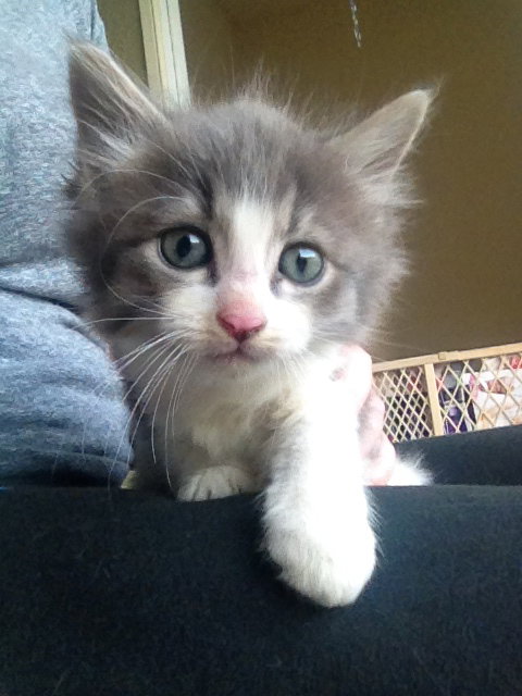 Duke the Adorable Kitten