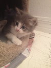 Duke the Adorable Kitten