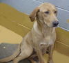 Vasha the Yellow Lab