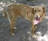 Vasha the Yellow Lab