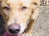 Vasha the Yellow Lab