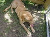 Vasha the Yellow Lab