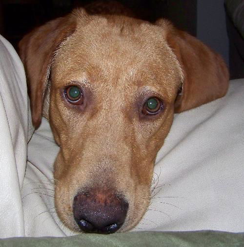Vasha the Yellow Lab