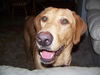 Vasha the Yellow Lab