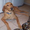 Vasha the Yellow Lab