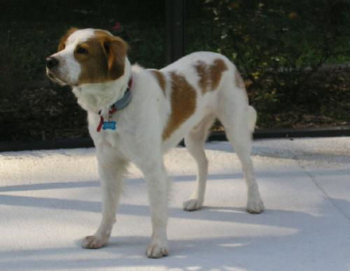 Amos the Mini-St. Bernard