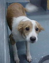 Guffy the Collie