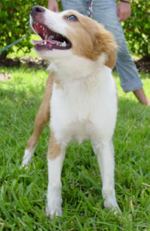 Guffy the Collie