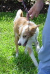 Guffy the Collie
