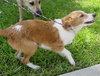 Guffy the Collie