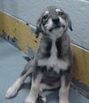 Smiley the Puppy