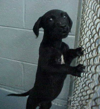 Little Rascal the Puppy