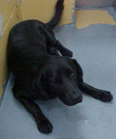 Hayden the Lab Puppy
