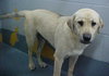 Oz the Yellow Lab