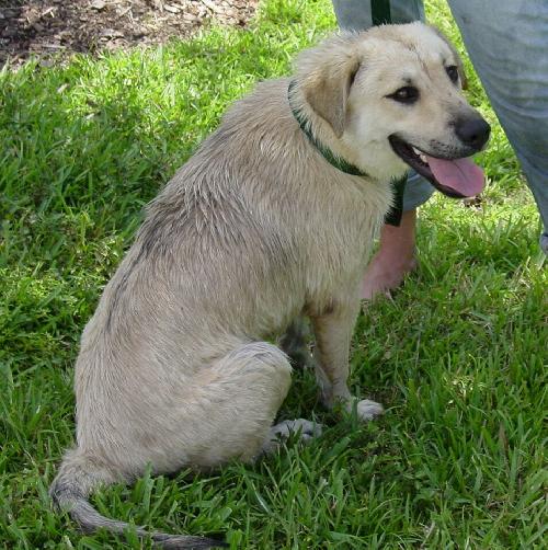 Oz the Yellow Lab