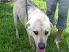 Oz the Yellow Lab