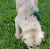 Oz the Yellow Lab