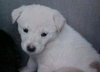 Dippsy the Lab Puppy