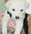 Dippsy the Lab Puppy