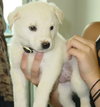 Dippsy the Lab Puppy