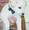 Dippsy the Lab Puppy