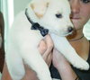 Dippsy the Lab Puppy