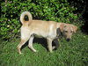 Furbert the Golden Retriever Puppy
