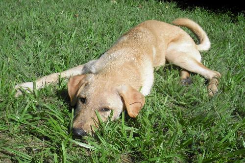 Furbert the Golden Retriever Puppy