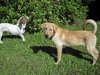 Furbert the Golden Retriever Puppy
