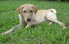Furbert the Golden Retriever Puppy