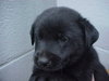 Keefer the Black Lab Puppy