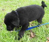 Keefer the Black Lab Puppy