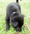 Keefer the Black Lab Puppy
