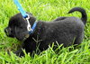 Keefer the Black Lab Puppy