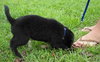 Keefer the Black Lab Puppy