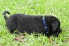 Keefer the Black Lab Puppy