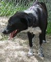 Lexus the Black Shepherd
