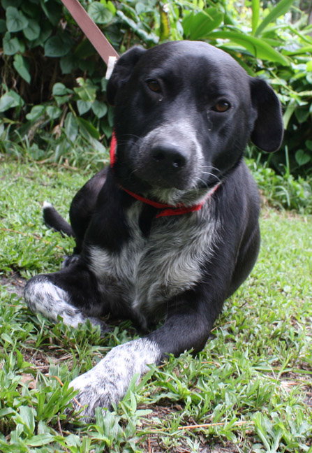 Lexus the Black Shepherd