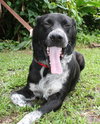 Lexus the Black Shepherd