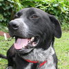 Lexus the Black Shepherd