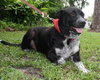 Lexus the Black Shepherd